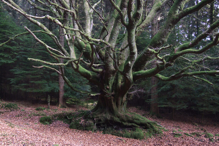 Beech Tree, Fernworthy